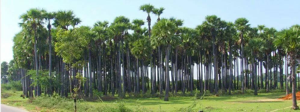 பனைமரங்கள்