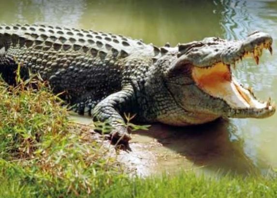 Crocodile with open mouth